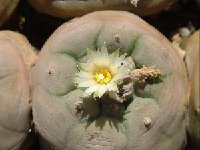 Lophophora diffusa v. lutea Dscf0808  Lophophora diffusa v. lutea FA †