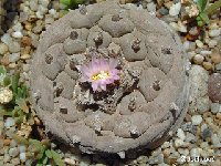 Lophophora fricii ©JLcoll.2480  Lophophora fricii (San Pedro, Mexico) JLcoll.2480