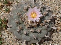 Lophophora williamsii  JLcoll.2481  Lophophora williamsii JLcoll.2481 FA †