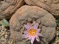 Lophophora williamsii 'decipiens' ©JLcoll.2483  Lophophora williamsii 'decipiens' JLcoll.2483 †