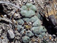 Lophophora williamsii El Huizache, SLP ©JL  -008  Lophophora mix † small quantity