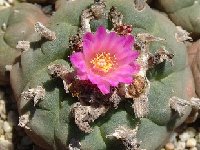 Lophophora