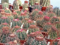 Melocactus