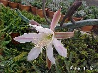 Monvillea spegazzinii  Monvillea spegazzinii JLcoll.