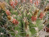 Neoporteria (Neochilenia) paucicostata (1)  Neoporteria paucicostata RCP70 Paposo to Virgen de la Puntilla Chile FA