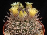 Neoporteria bulbocalyx (Pyrrhocactus) ©JLcoll.3371 (Arg.)  Neoporteria bulbocalyx (Pyrrh.) RFPA290.01 (Argentina) †