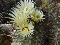 Neoporteria bulbocalyx marayesensis HV351 flo  Neoporteria bulbocalyx v. marayesensis HV351 FA