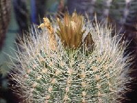 Neoporteria eriosyzoides H -008  Neoporteria eriosyzoides RCPB 221.01 N. Incahuasi Atacama, Chile FA