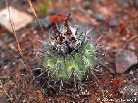 Neoporteria trapichensis GM PA210410  Neoporteria subikii v. trapichensis n.n. (Chile) FA †