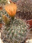 Neoporteria strausiana ©JLcoll.3372 Neoporteria strausiana RFPA278.03 Mirador de Huaco, San Juan, ARG