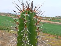 Neoraimondia herzogiana ©JL3376 P1040931  Neoraimondia herzogiana ex Cactus Bolivia J.Ramirez