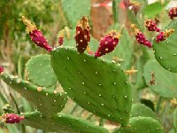 Opuntia bravoana DSC 6183  Opuntia bravoana DSC6183 pulp dark red †