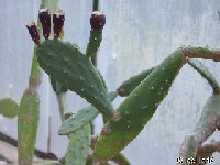 Opuntia cardiosperma JL6498  Opuntia cardiosperma JL6498