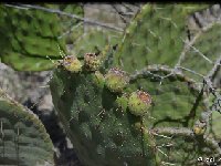 Opuntia depressa (pubescent fr.) Zapotitlan PUE JL DSC 0057  Opuntia depressa (pubescent fr.) Zapotitlan, Puebla JL 057