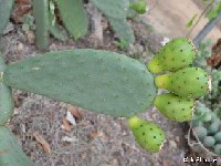 Opuntia ficus-indica aff. JL 6463  Opuntia ficus-indica aff. JL6463