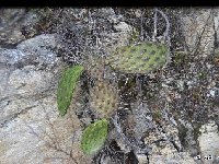 Opuntia puberula cf. Miahuatlan Oax JL DSC 9612  Opuntia puberula cf. Miahuatlan Oaxaca JL9612 (few quantity)