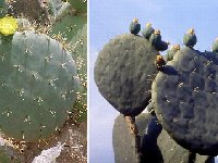 Opuntia robusta ©JLcoll.3612  Opuntia robusta JLcoll.3612 fr. edible)