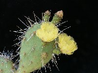 Opuntia salvadorensis P1160255  Opuntia salvadorensis Santa Tecla, El Salvador JLcoll