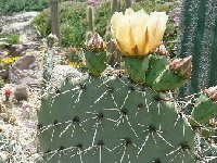 Opuntia engelmannii ©JLcoll.3566  Opuntia engelmannii JLcoll.3566 (frost hardy) †