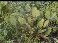 Opuntia puberula cf.-San Juan Bautista Cuicatlan, KM199 Oax JL DSC 9804  Opuntia puberula cf.-San Juan Bautista Cuicatlan, KM199 Oaxaca JL9804