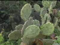 Opuntia sp black sparse areoles Jalapa del Marques-San Juan Bautista Cuicatlan, KM168 Oax JL DSC 9798  Opuntia sp black, sparse areoles Jalapa del Marques-San Juan Bautista Cuicatlan, KM168 Oax JL9797