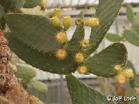 Opuntia sp fruits jaune pâle DSC 6429  Opuntia sp fruits jaune pâle JL6429