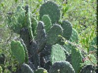 Opuntia tehuacana aff. fruits verts thick pads Yegose-San Jose Lachiguiri, Oax JL DSC 9647  Opuntia tehuacana aff. fruits verts thick pads Yegose-San Jose Lachiguiri, Oaxaca JL9648