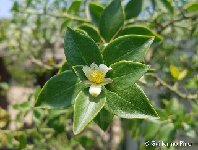 Pereskia horrida rauhii GPino IMG-20181231-WA0010 Pereskia horrida rauhii PLL Perú MCA rarely proposed †