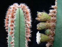 Pilosocereus