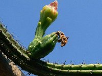 Praecereus euchlorus jaenensis PLL PER MCA P1350680  Praecereus euchlorus ssp. jaenensis PLL Peru MCA