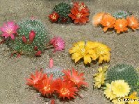 Rebutia