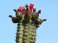 Stenocereus stellatus Cuicatlan-Zapotitlan, PUE JL DSC 9915z  Stenocereus stellatus Cuicatlan-Zapotitlan, Puebla JL9905 (also by 50 seeds)