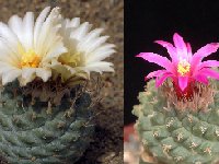 Strombocactus mix-024  Strombocactus mix old seeds 0.1€ 1000 seeds!