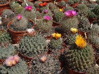 Thelocactus