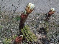 Trichocereus candicans Capilla del Monte Arg. ©JL  Trichocereus candicans San José de Jachal, San Juan, Argentina PR