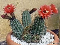 Trichocereus candicans ssp. pseudocandicans ©JLcoll.  Trichocereus candicans ssp. pseudocandicans PR