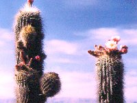 Trichocereus tarijensis (Bolivia) Peytavin  Trichocereus tarijensis (= Helianthocereus poco) Cactus Bolivia J.Ramirez