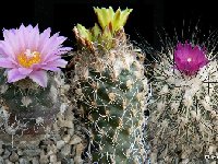 - Turbinicarpus mix ©JL  Turbinicarpus mix old seeds 0.1€ 500 seeds!