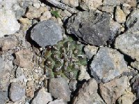 Turbinicarpus bonatzii, Presa de Guadalupe, SLP, Mexico ©JL  Turbinicarpus bonatzii FA (Mexico) CR293-96ex AdB †