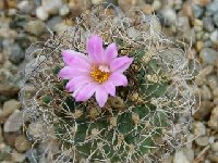 Turbinicarpus pseudomacrochele ssp. lausseri (sphacelatus) ©JLcoll.4427  Turbinicarpus pseudomacrochele ssp. lausseri (sphacelatus) GK4533