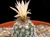 Turbinicarpus schmiedickeanus ssp. dickisoniae ©JLcoll.4420  Turbinicarpus schmiedickeanus ssp. dickisoniae FA525 †