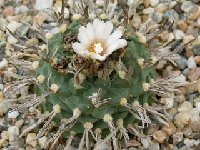 Turbinicarpus schmiedickeanus ssp. schwarzii ©JLcoll.4423  Turbinicarpus schmiedickeanus ssp. schwarzii FA