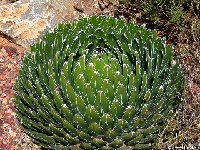 AGAVE (Agavaceae)