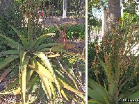 Aloe SP MCA orange fl.23 20220417 181115  Aloe sp MCA orange flowers