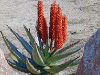 Aloe ferox ©JLcoll.286  Aloe ferox (South Africa) JL