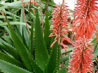 Aloe mzimbana (infl.) P1140659  Aloe mzimbana JL