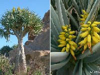 Aloe dichotoma ©JL  Aloe dichotoma Jl ex DS (from cultivated plants outdoor)