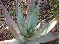 Aloe petricola Dscf4137  Aloe petricola MCA