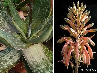 Aloe vogtsii (infl.) ©JLcoll  Aloe vogtsii JLcoll.