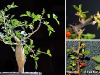 BURSERA (Burseraceae)